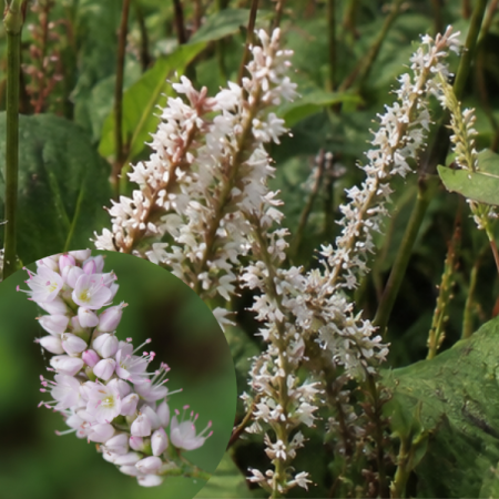 Renouée 'Fat White'