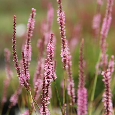 Renouée 'Fine Pink'