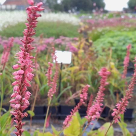 Renouée 'Flamingo Feathers'