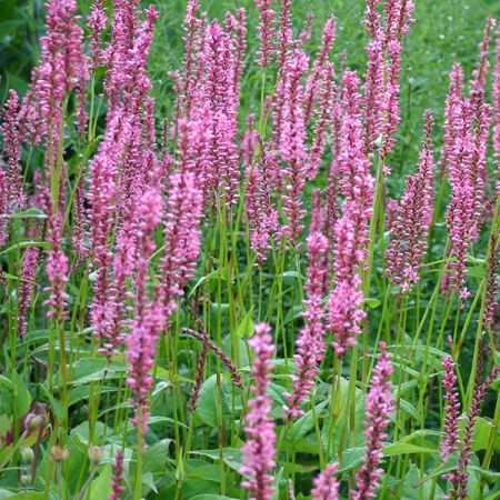 Renouée 'Pink Lady'