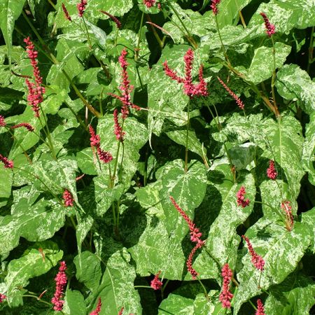 Renouée 'Spotted Eastfield'