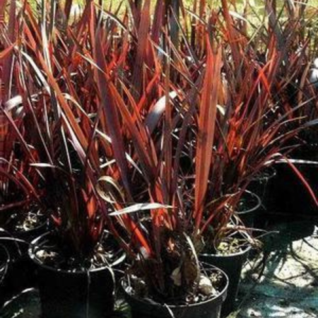 Phormium 'Purpureum'