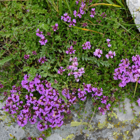 Thym serpolet