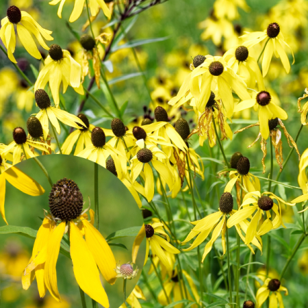 Rudbeckia à feuilles pennées