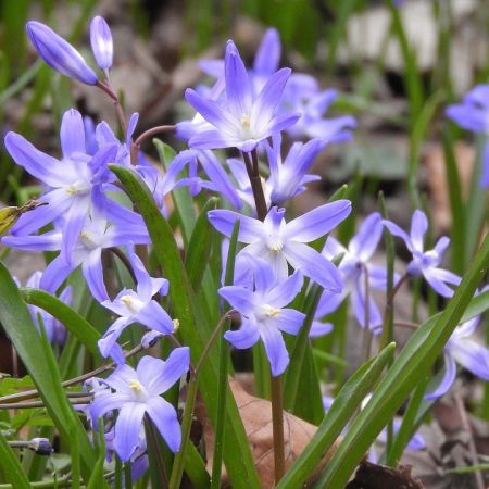 125 × Gloires des neiges