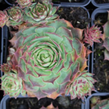 Joubarbe 'Dark Beauty'