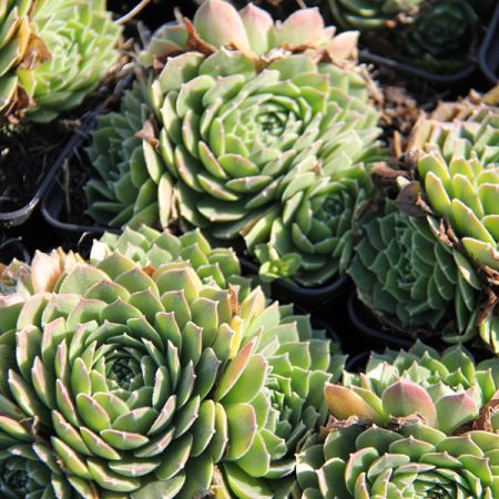 Joubarbe 'Grandiflorum'