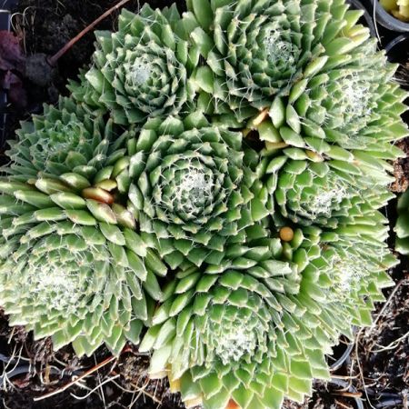 Joubarbe 'Jubilee'
