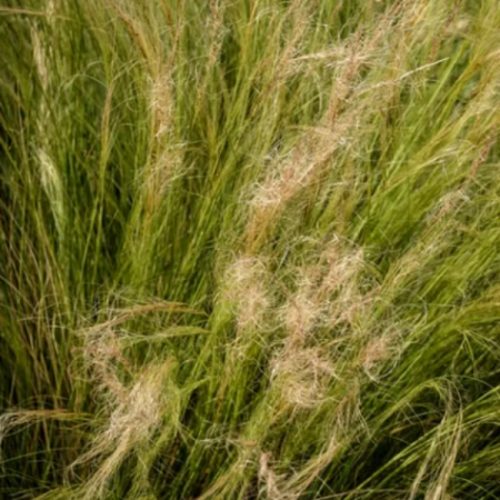 Stipe 'Elegantissima'