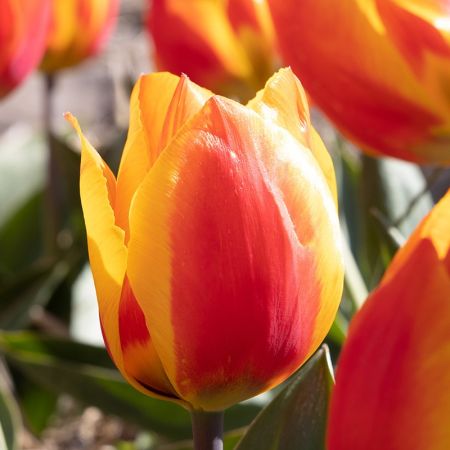 100 × Tulipes 'Flair'