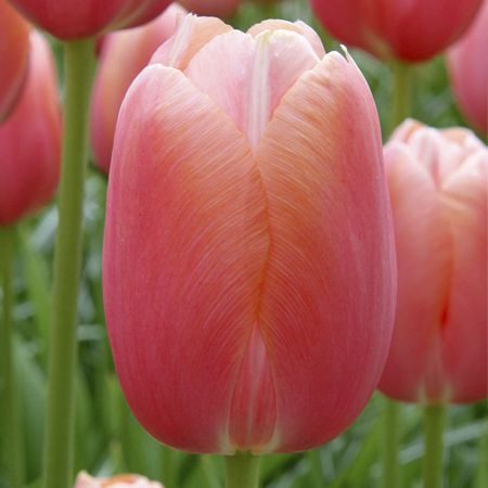 35 × Tulipes 'Menton'