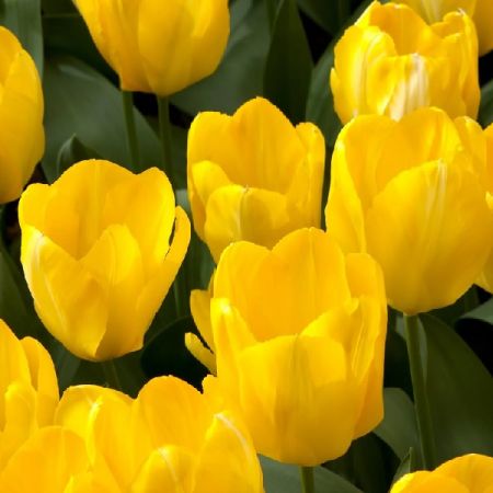 35 × Tulipes 'Candela'