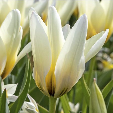 35 x Tulipe 'Concerto'