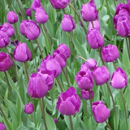 35 x Tulipe 'Negrita'