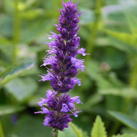 Agastache à odeur d'Anis
