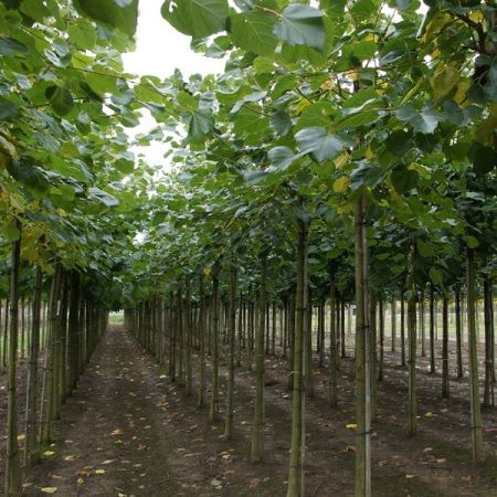 Tilleul de Crimée ‘Euchlora’