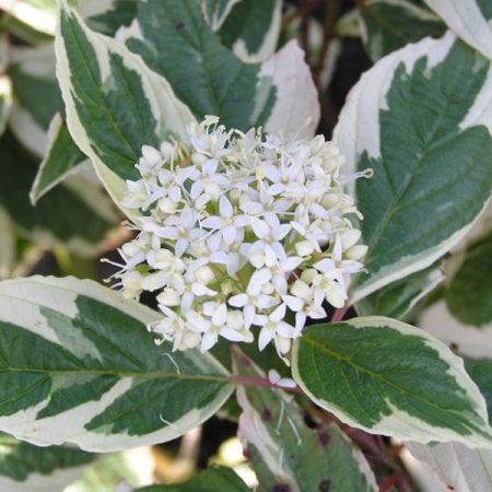 Cornouiller blanc panaché