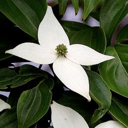 Cornouiller du Japon