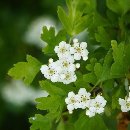 Aubépine