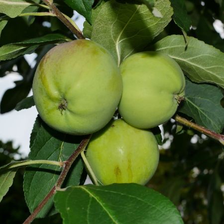 Pommier 'Grenadier' RGF