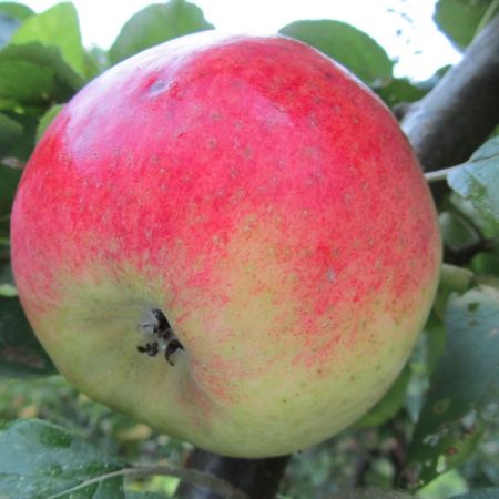 Pommier 'Joseph Musch' RGF