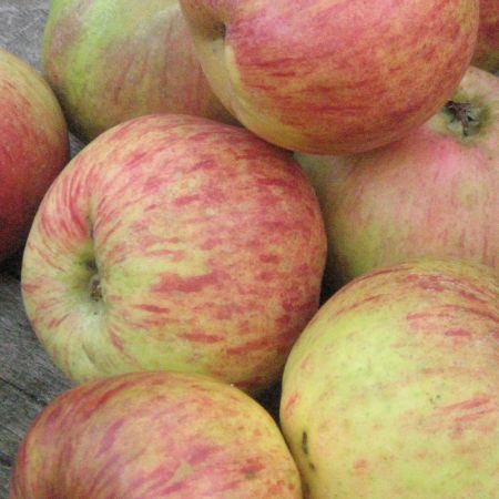 Pommier 'Red Gravensteiner'