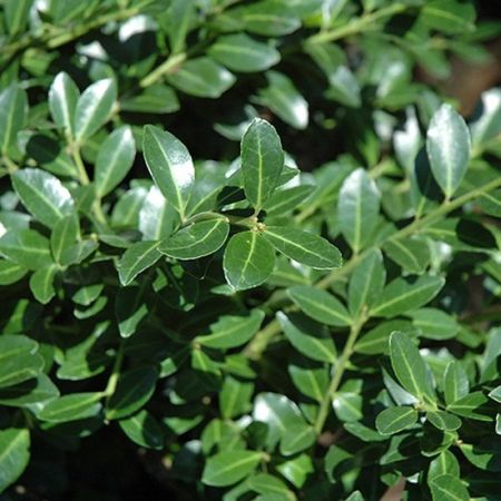 Houx crénelé