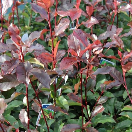 Photinia, 40-60_C