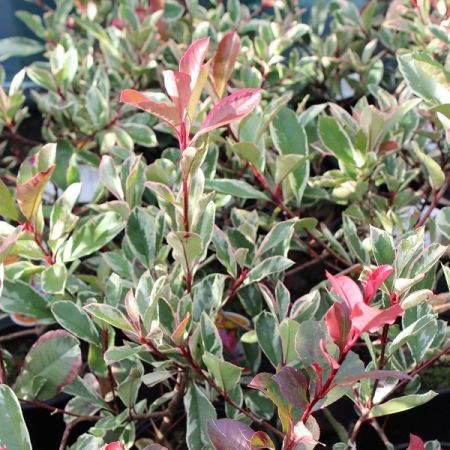 Photinia à feuilles roses