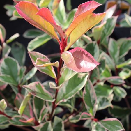 Photinia à feuilles roses