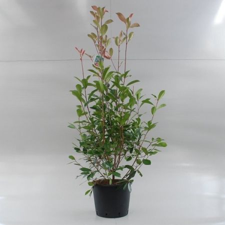 Photinia 'Red Robin', 100-125_C