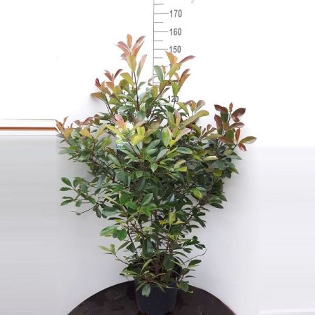 Photinia x fraseri 'Red Robin'