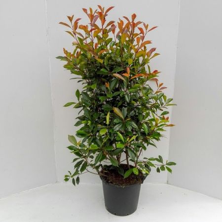Photinia x fraseri 'Red Robin'