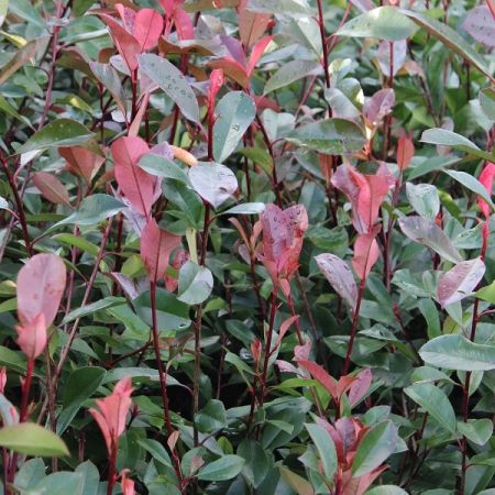 Photinia x fraseri 'Red Robin'