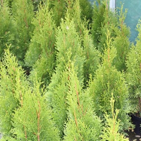 Arbre de vie 'Emerald'