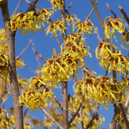 Noisetier de sorcière 'Arnold Promise'