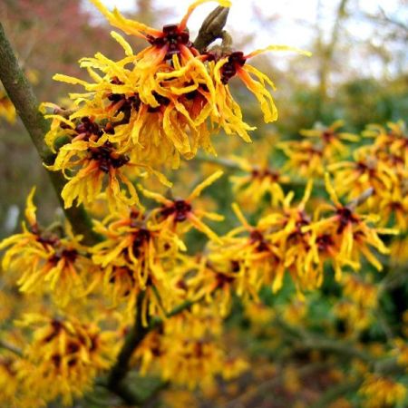 Noisetier de sorcière 'Orange Beauty'