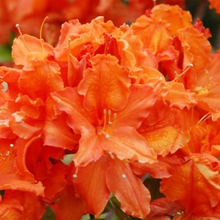 Azalée japonaise 'Oranje'