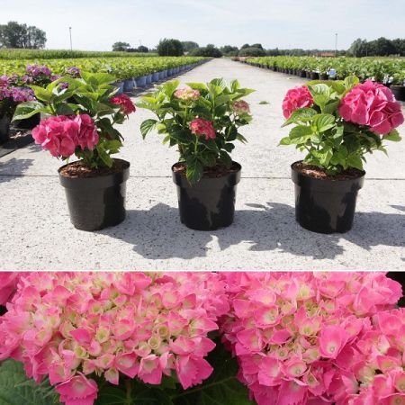 Hortensia 'Red Baron'