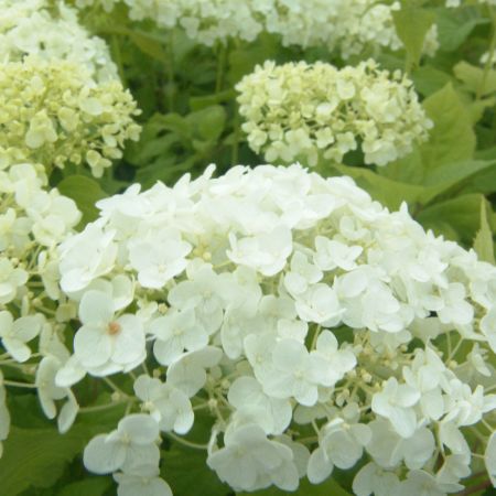 Hortensia 'Annabelle'