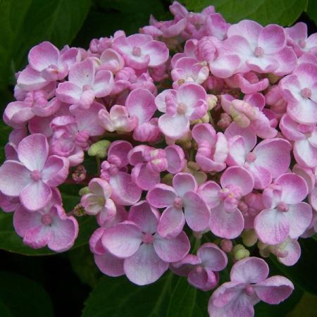 Hortensia 'Ayesha'