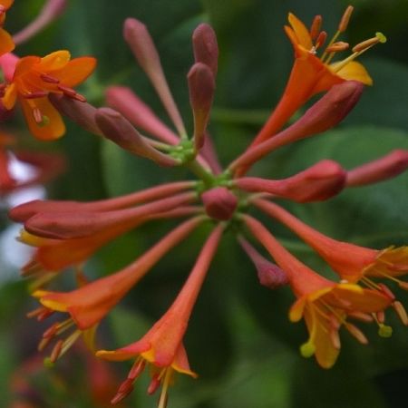 Chèvrefeuille grimpant 'Dropmore Scarlet'