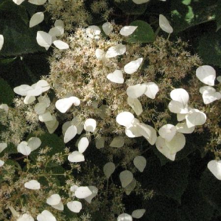 Schizophragma à fleurs d’hortensia