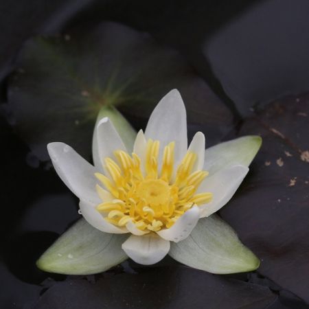 Nénuphar blanc