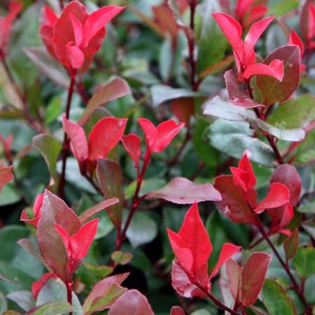 Photinia, 25-30_C