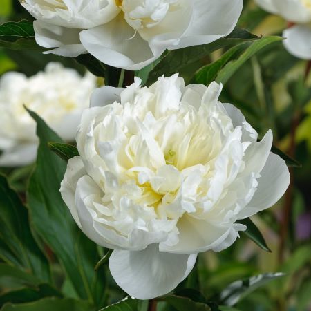 Pivoine Duchesse de Nemours