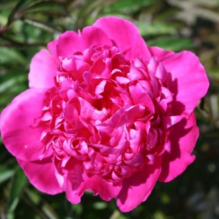 Pivoine