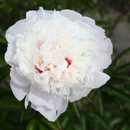 Pivoine Festiva Maxima