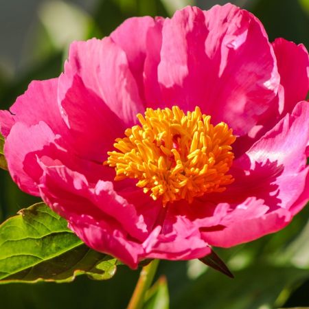 Pivoine