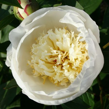 Pivoine 'Immaculée'